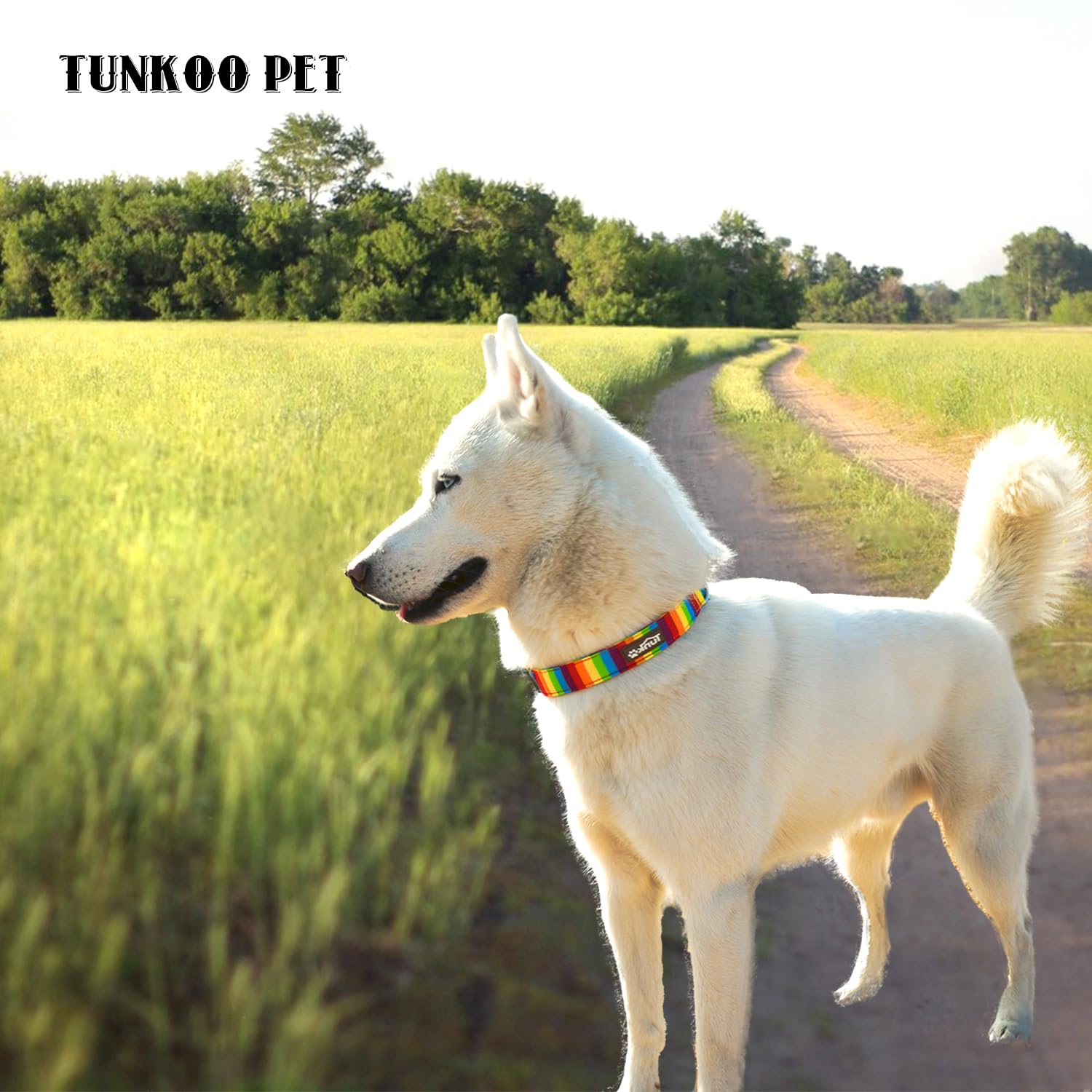 Tunkoo Rainbow Dog Collar, Cute Adjustable Striped Collar for LGBT Pride Month, Dog Collar with Strong Plastic Buckle - for Small Medium Large Pets, S